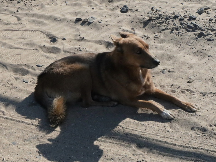 Биолог Муссо: из-за реагентов из биотуалета посинели чернобыльские собаки