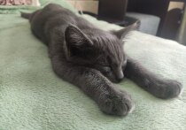 Ветеринарный врач Елена Бойко рассказала, как помочь любимцу в зимний период.