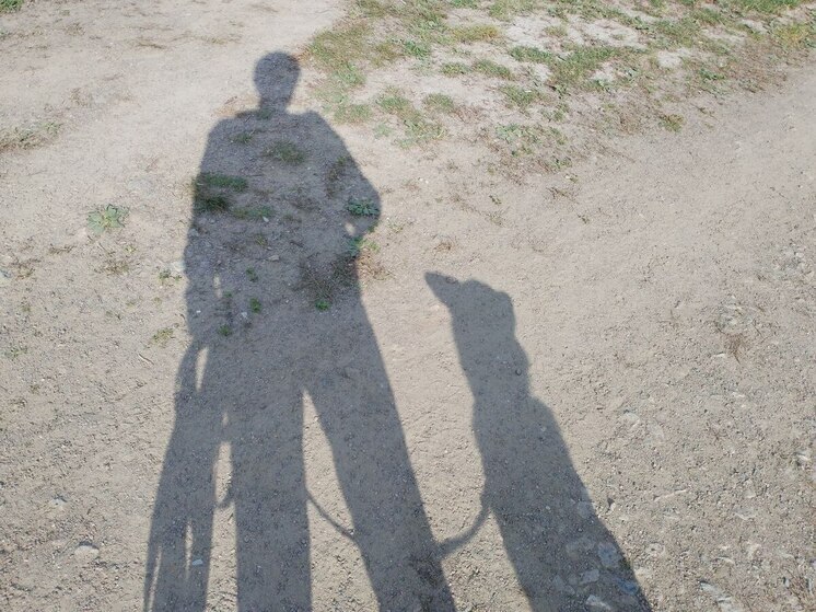 Пожилая петербурженка засудила хозяина амстафа из-за любимца Яхонта