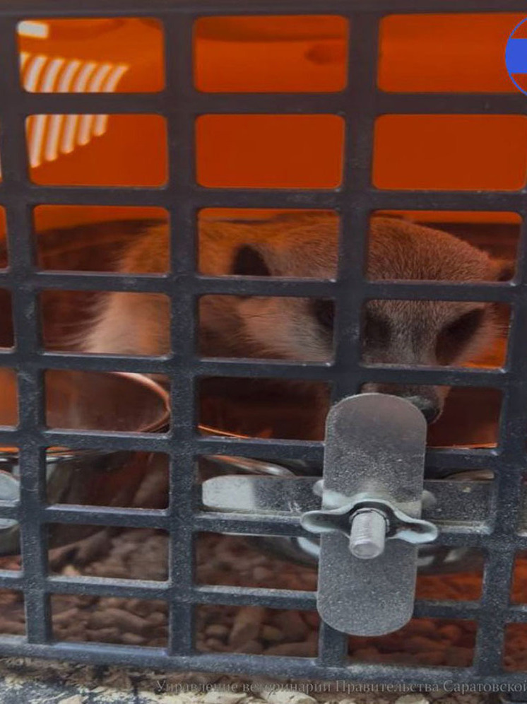 В Энгельсе живет экзотическое животное из Африки