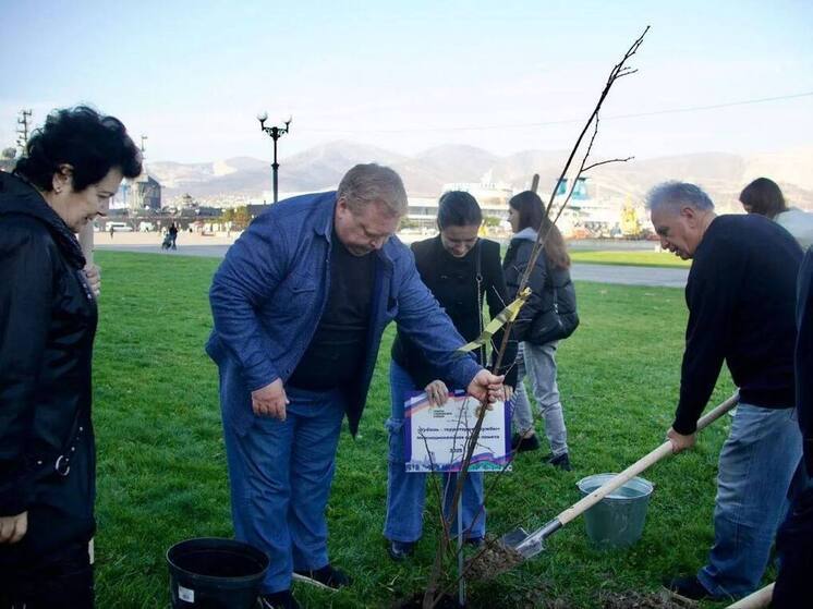 На набережной Новороссийска высадили 20 молодых лип