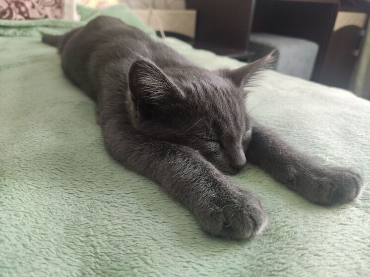 Ветеринарный врач Елена Бойко рассказала, как помочь любимцу в зимний период.