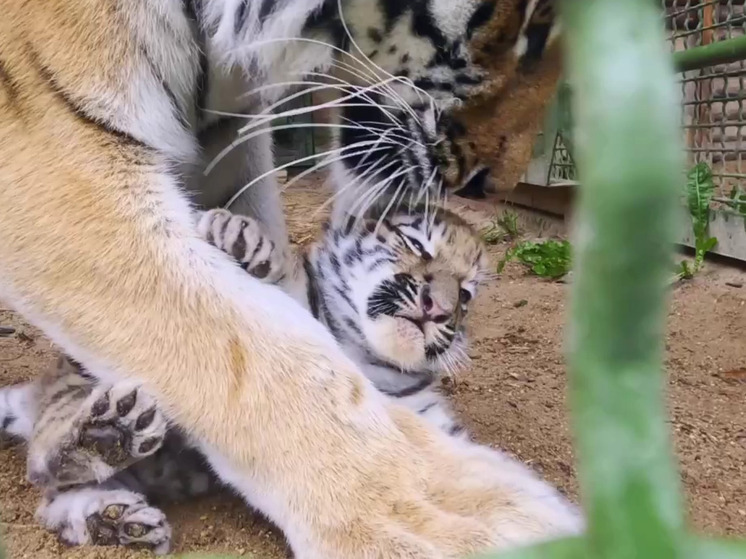 Тигрица из зоопарка месяц скрывала от людей свое потомство