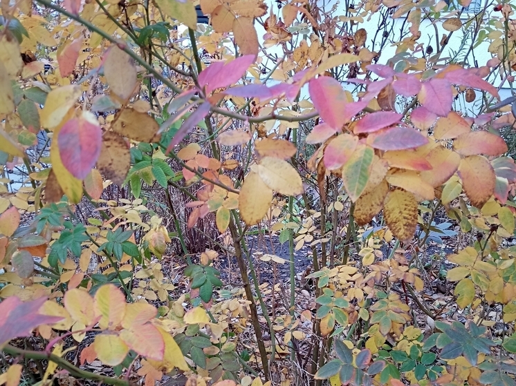 Сила магнитной бури 9 декабря составит 6 баллов: неблагоприятная пора для общения