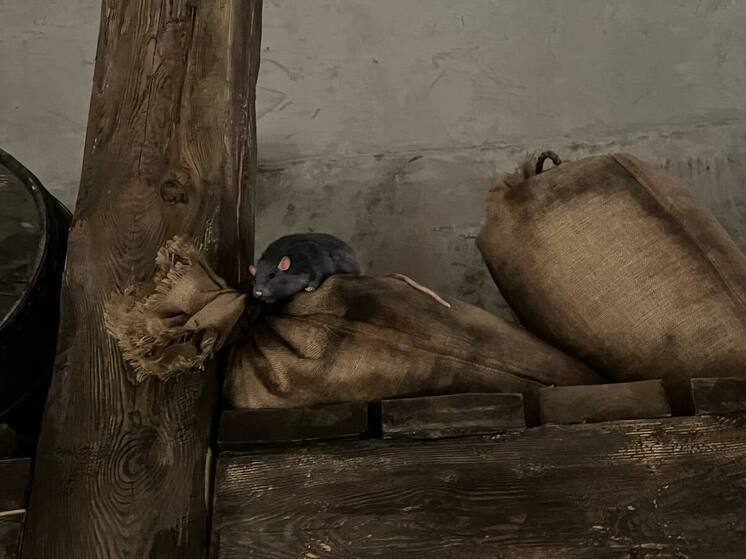 Власти Калининграда выделили 2,7 миллиона на крыс