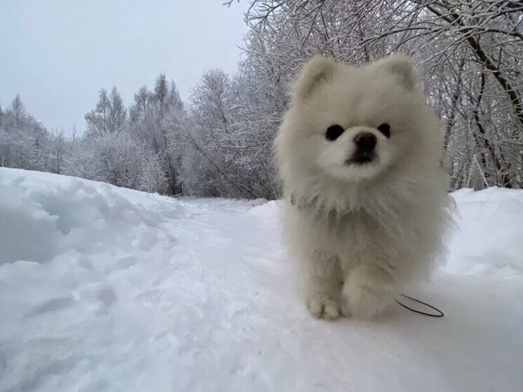 Депутаты Госдумы решили ужесточить контроль за заводчиками породистых собак