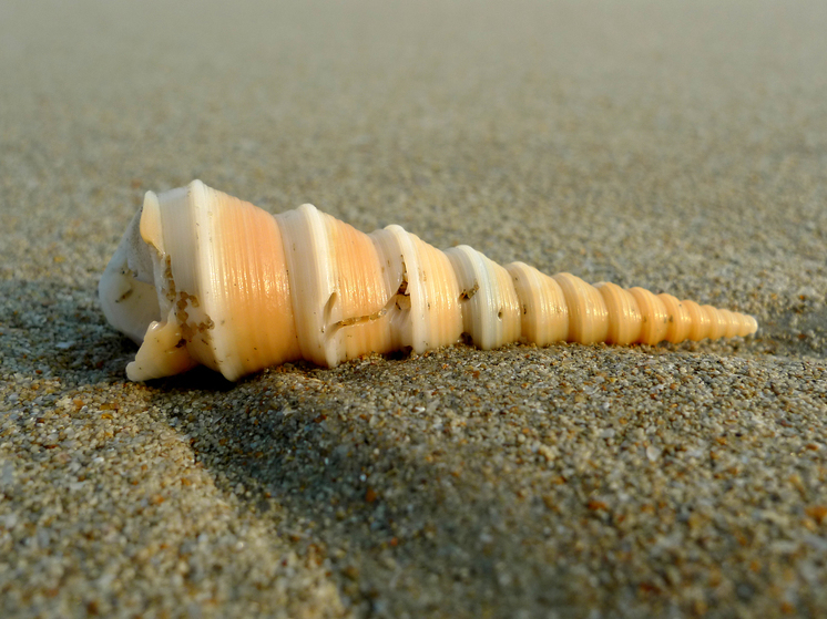 Глубоководная добыча полезных ископаемых уничтожила треть жизни на дне океана