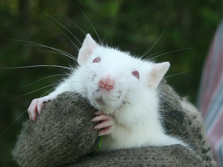 Жители Риги пожаловались на полчища крыс в городе