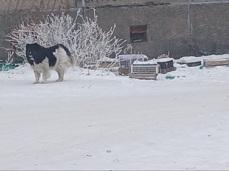 Жители Усть-Абакана сами создают «собачьи кварталы»