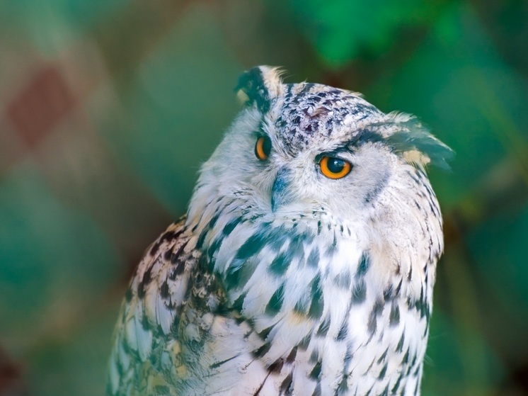 Челябинские ученые создали робота с возможностями совы