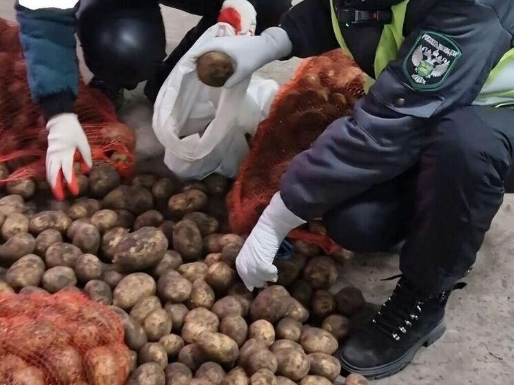 Бурятия вновь экспортирует картошку в Монголию