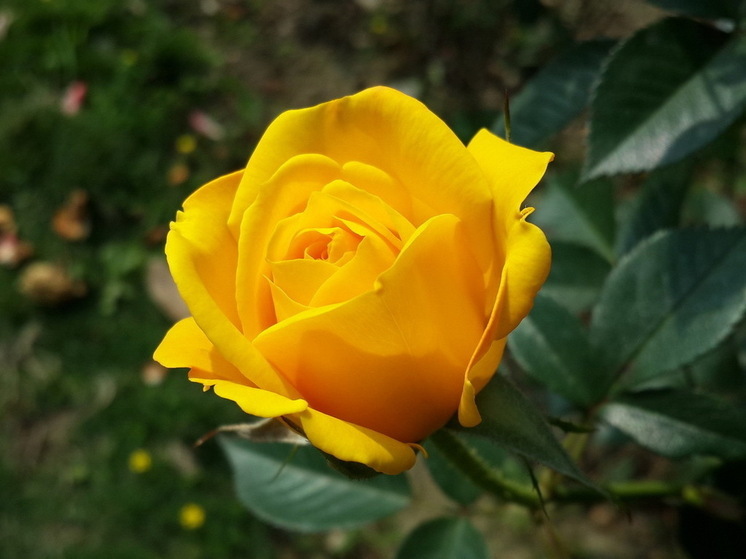 Размножаю розы 7 методами. Каждый черенок дает корни