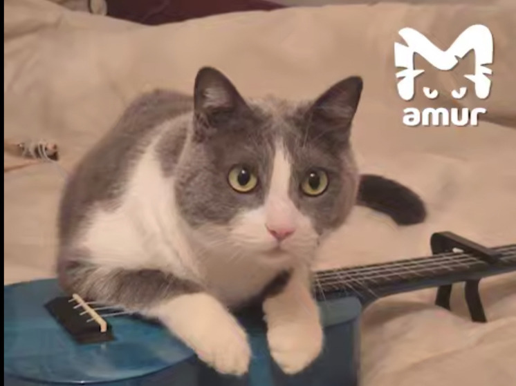 Красноярский кот-путешественник Милан пропал во Владивостоке