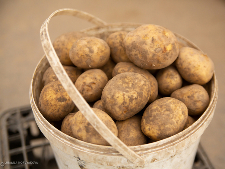 Будущие фермеры Карелии были оштрафованы