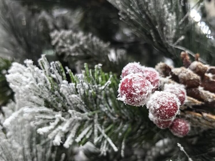 А как вы нарядите свою зеленую красавицу?
До главной ночи года остались считанные дни, и в предвкушении волшебства горожане уже несут домой пушистых зеленых красавиц