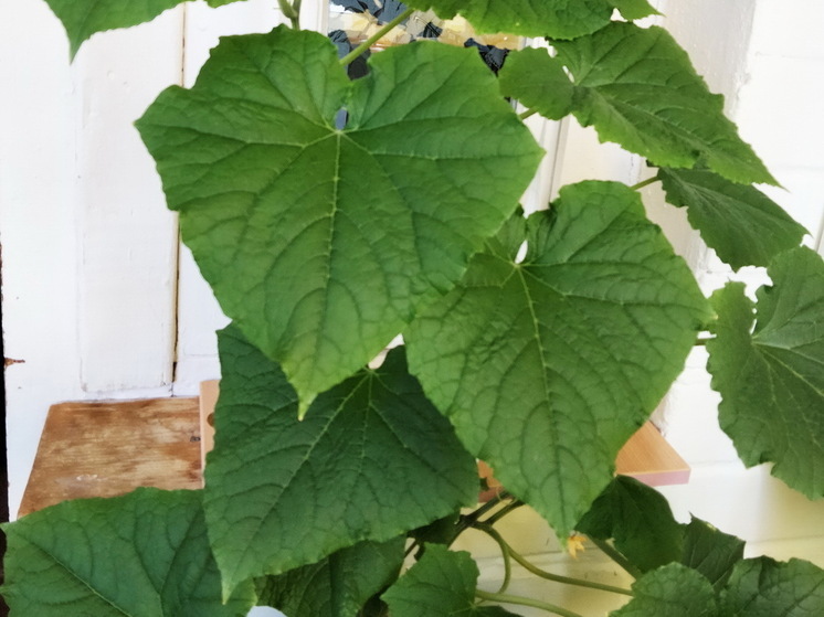 Минус 50 за окном, а они собирают огурцы: сибиряки переняли у китайцев секрет зимней теплицы