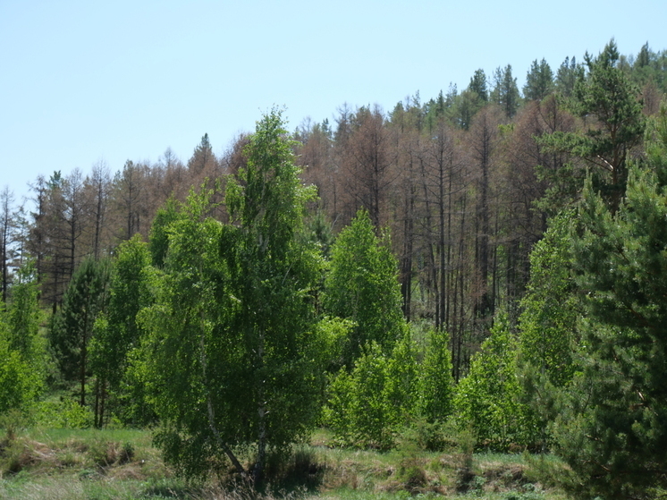 В Бурятии выявлено более 21 тысячи га лесов, требующих срочного восстановления