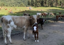 Российское село вступает в новую эру технологического прорыва, где точное земледелие соседствует с цифровыми платформами, а агрохолдинги превращаются в высокотехнологичные комплексы