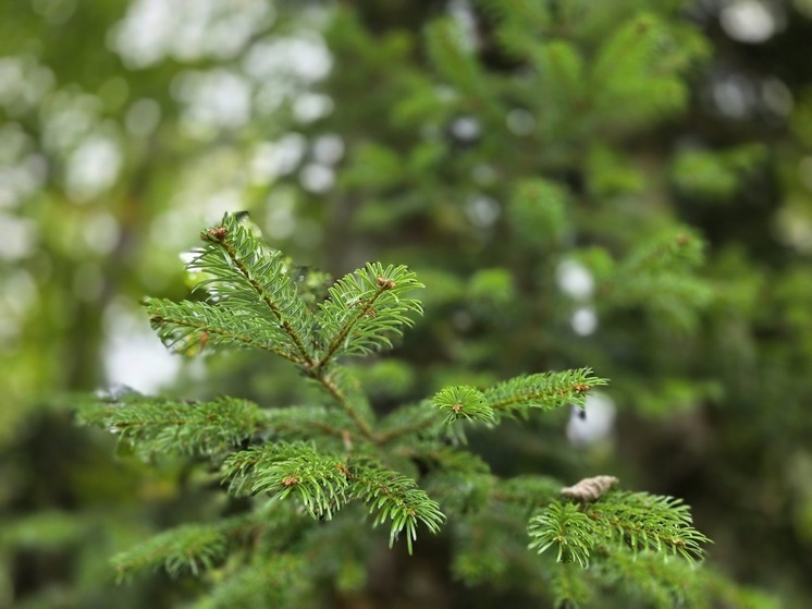 В Сочи и ФТ Сириус 9 декабря ожидается облачная погода с температурой до +17°C
