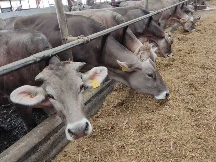 «Подписали, не читая»: как проходят допросы по делу главы «Колхоза имени Мясникяна»