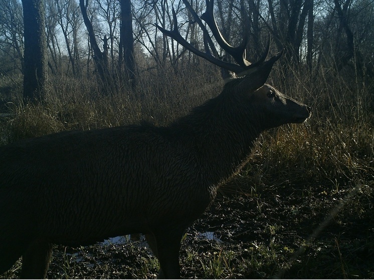 По Воронежскому заповеднику гуляет «единорог»