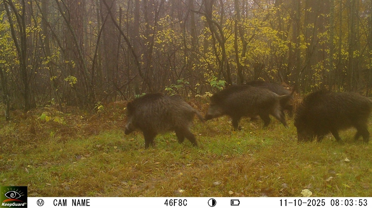 В объектив фотоловушек попали животные Воронежского заповедника