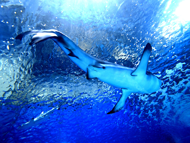 На Мальдивах акула напала на россиянку