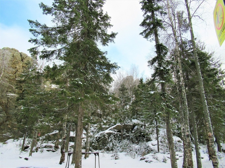 Свердловчане могут срубить новогоднюю ель по цене 71 рубль за метр