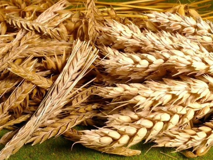 В Тульской области из-за нарушений забраковали почти 100 тонн пшеницы