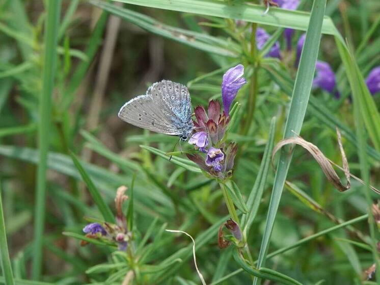 Серпуховские исследователи рассказали о чешуекрылых бабочках