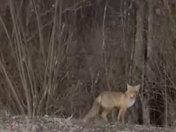 Рыжий лис вышел к людям возле ТЦ Макси в Туле