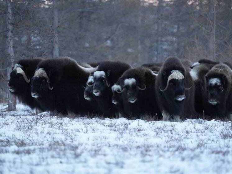 Ямал отправит овцебыков в новый Пермский зоопарк