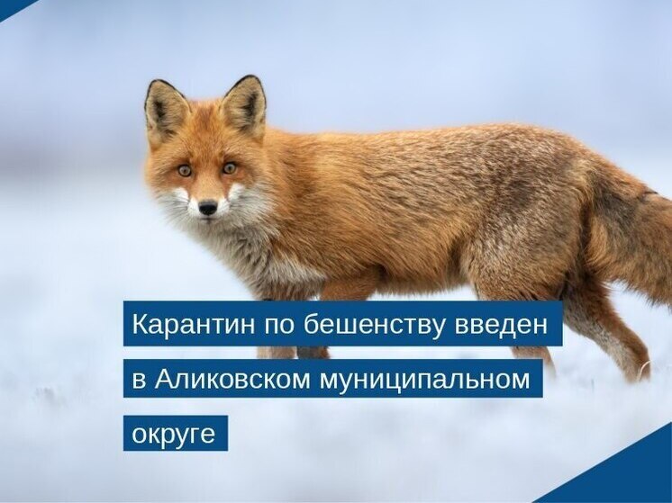 Аликовский округ ввёл карантин после подтверждения случая бешенства