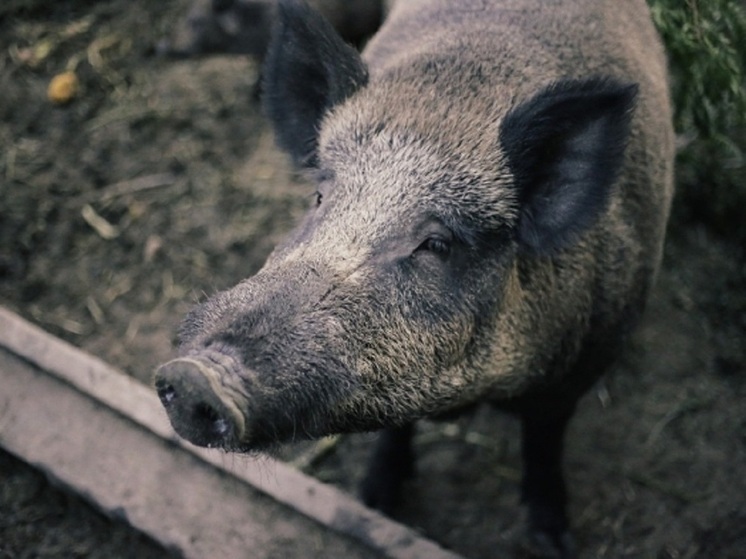 В Волгоградской области выдали разрешение на добычу 76 кабанов из-за угрозы АЧС