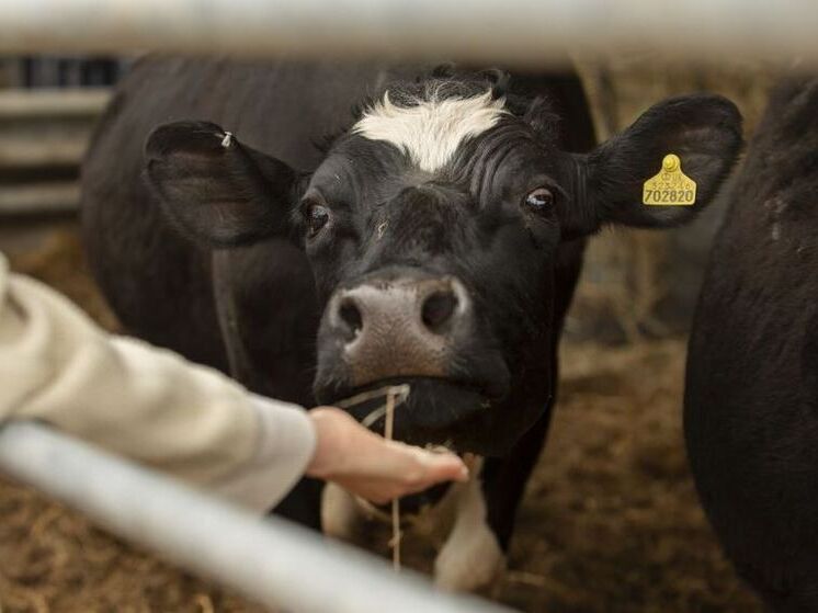 В Башкирии фермеры получили 45,3 млн рублей по грантам «Семейная ферма»