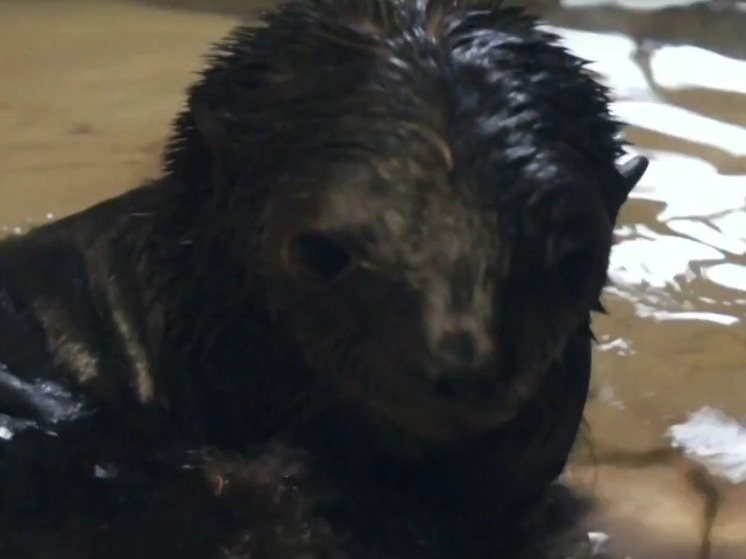 Морскому котику дали имя после того как он доказал, что выживет