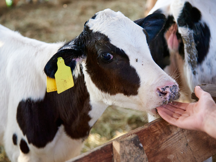 В трёх населённых пунктах Новосибирской области ввели карантин из-за болезней животных