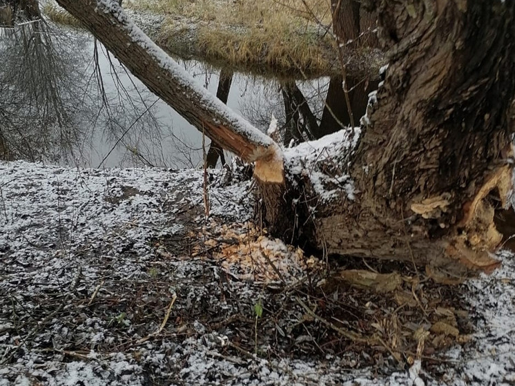 Жителям Солецкого округа посоветовали держаться подальше от бобров