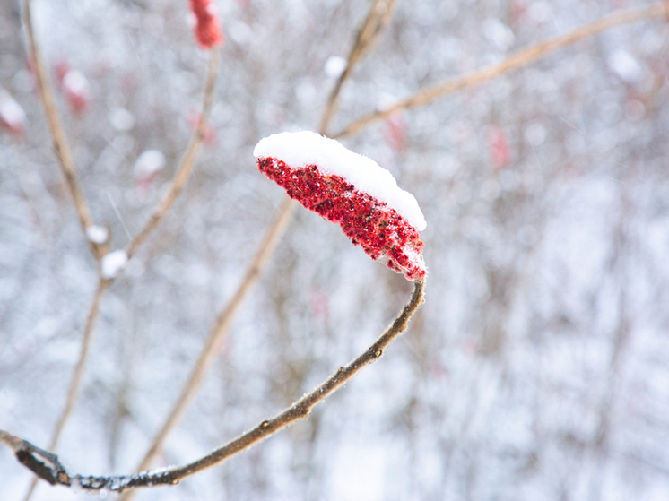 Зима готовит атаку: в Тамбове ожидается мокрый снег и гололедица