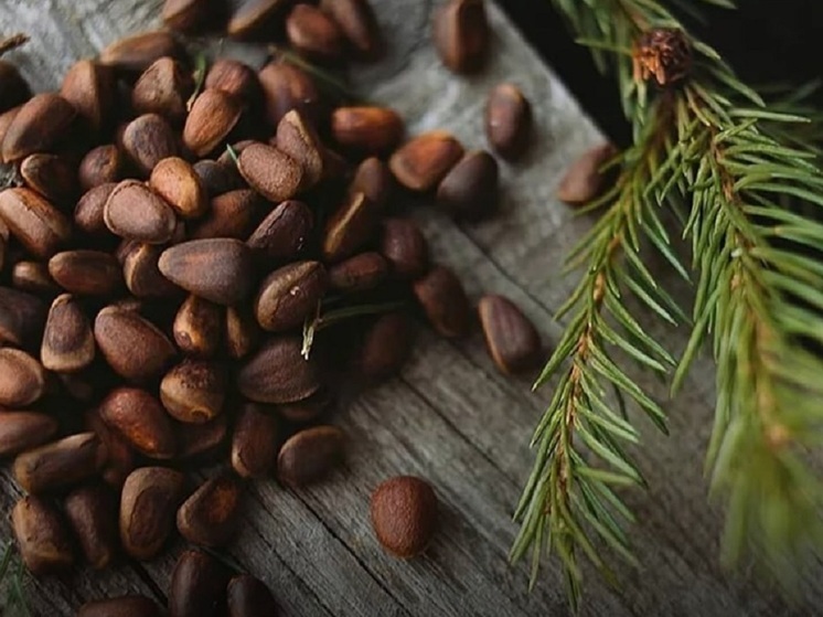 Свыше 700 кг семян кедра заготовили на Алтае