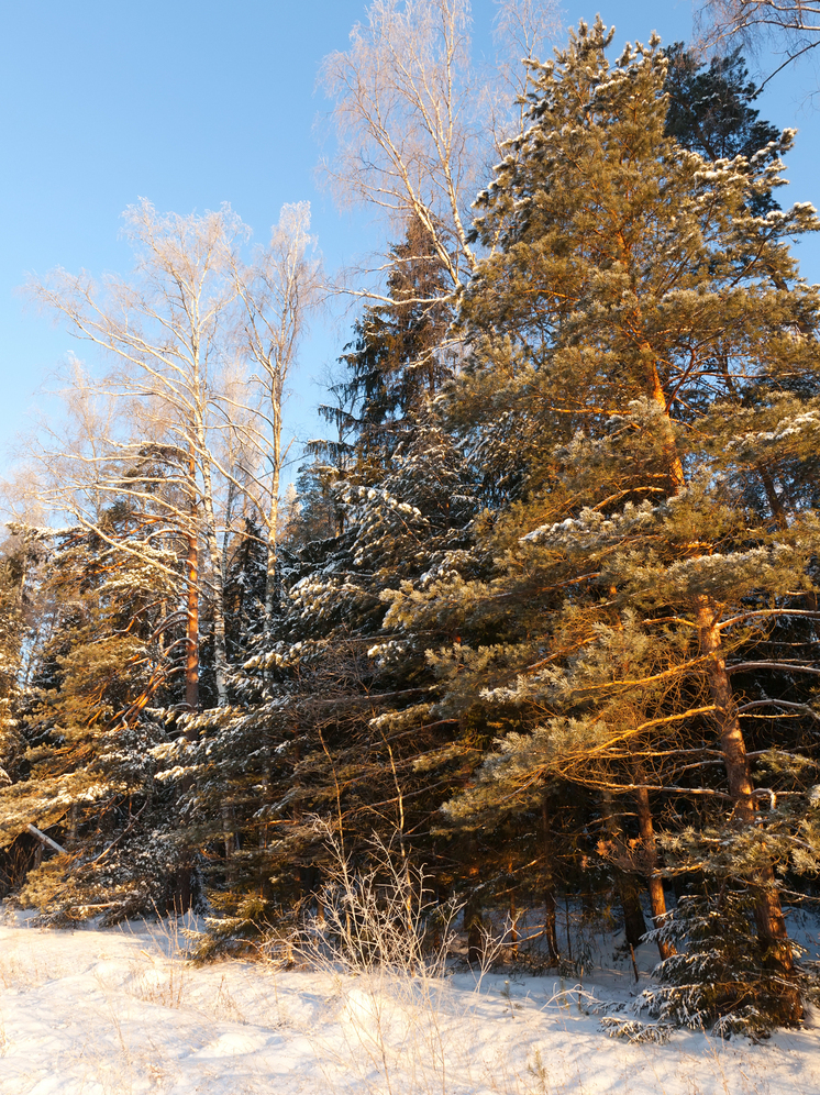 В Югре усилили контроль за незаконной вырубкой хвойных деревьев перед Новым годом