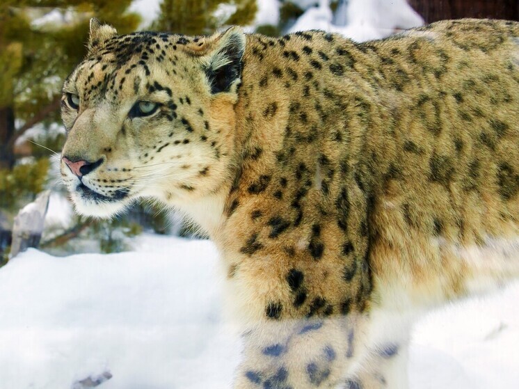 Самку снежного барса увезли из челябинского зоопарка в Новосибирск