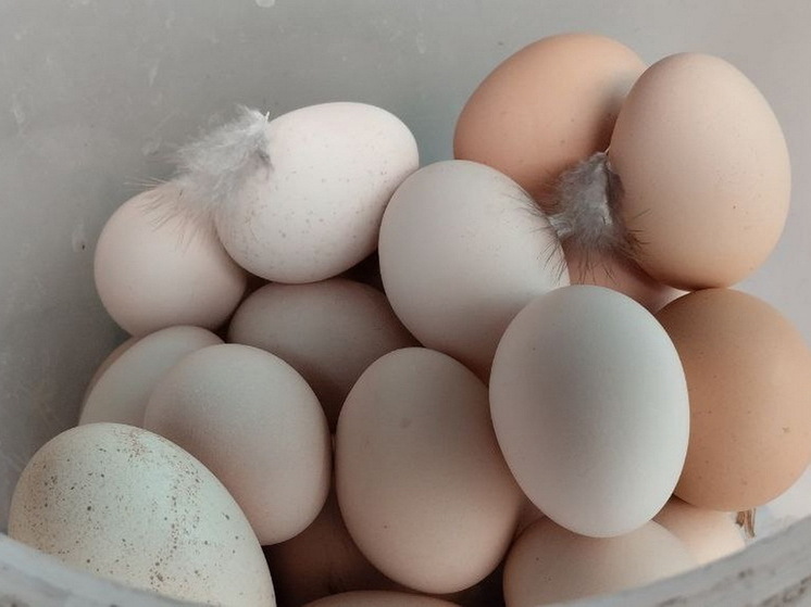 Nutrients: при менопаузе яйца улучшают сон и метаболическое здоровье