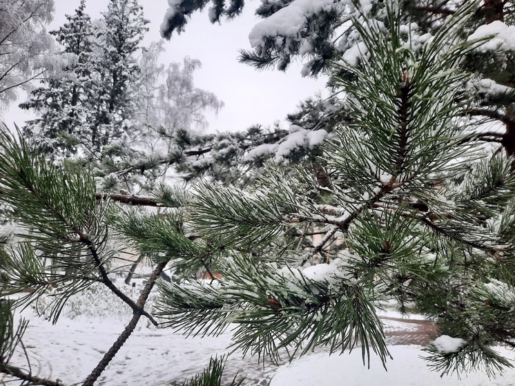 В Рамонском районе усилят охрану хвойных лесов в предновогодний период