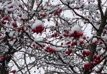 В аномально теплом декабре есть свои плюсы, но снега в столице все же катастрофические не хватает