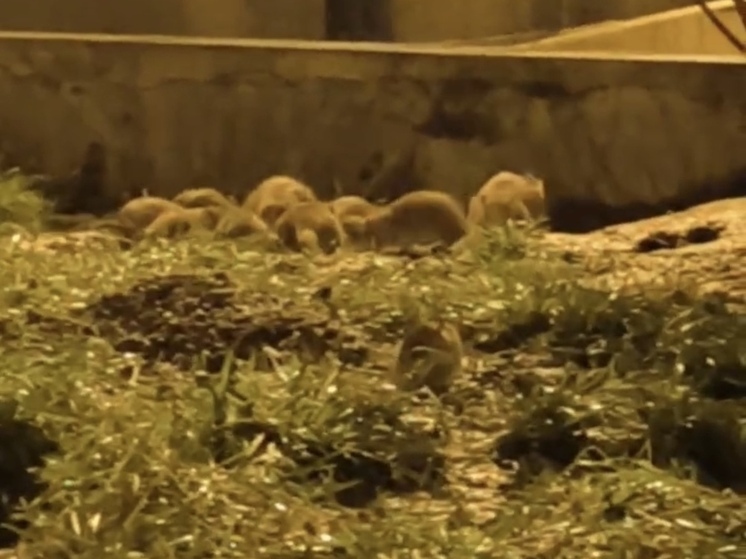 Крысиный бум пугает жильцов дома на Советском проспекте