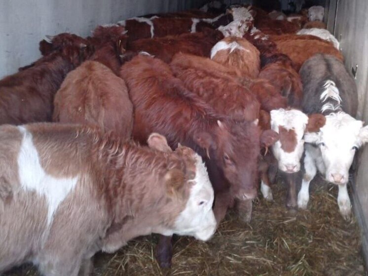 На границе Приангарья с Бурятией пресечён ввоз более 1,4 тыс. голов КРС без ветдокументов