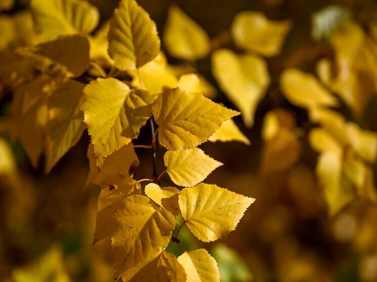 Приметы на Романов день: что нельзя делать 10 декабря 2025 года