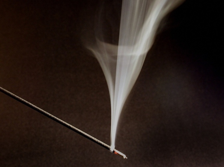 Эксперт Шеляков: аромадиффузоры могут быть токсичными для кошек