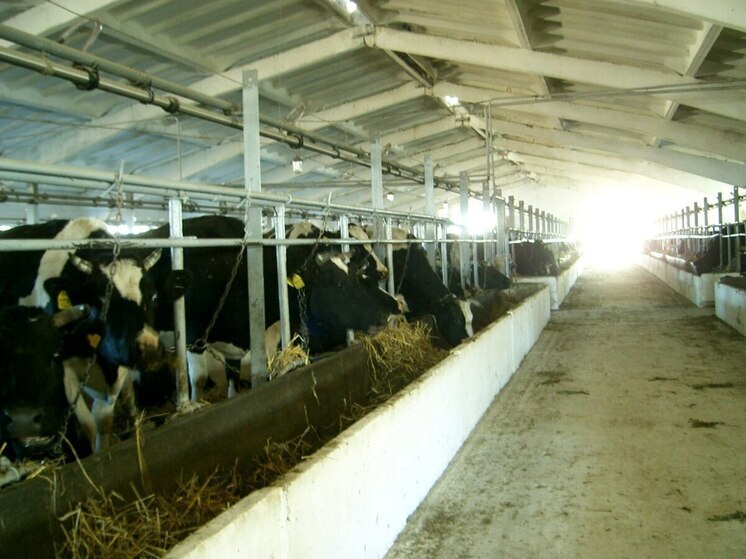 Под Ртищево появился крупный животноводческий комплекс